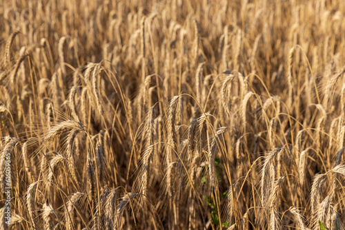 An agricultural field where ripening cereal wheat grows