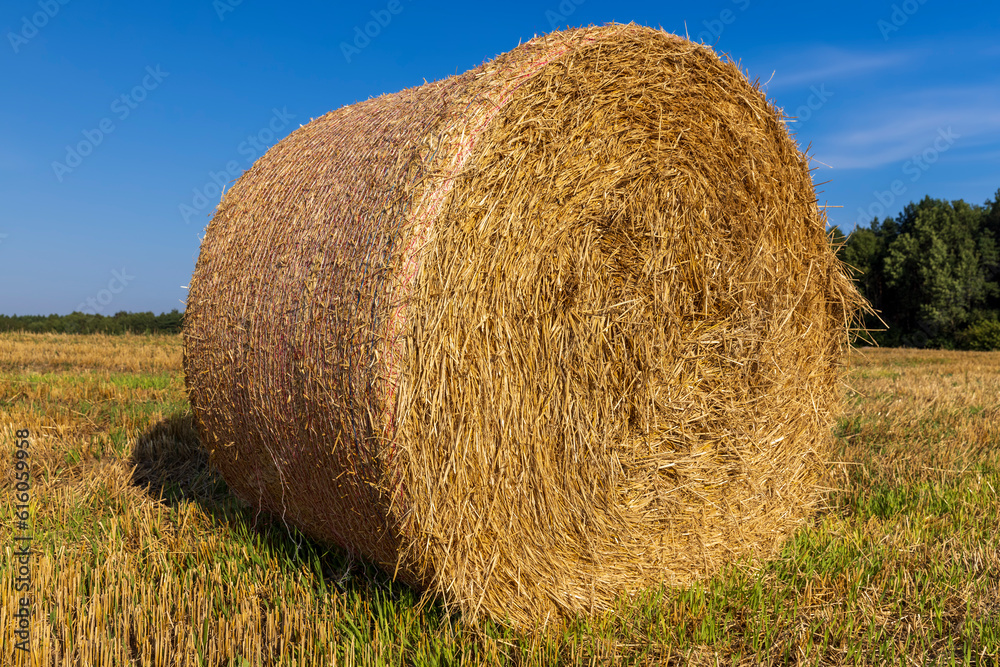 A field with cereals in the summer