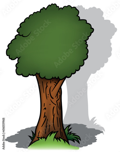 Deciduous Tree with Green Foliage