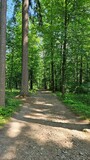 Zjawiskowe zdjęcie w lesie, gdzie zielone drzewa tworzą pionowy pejzaż. Teren nizinny oczarowuje swoją urodą i obecnością skalistych formacji. Perfekcyjny kadr, który przenosi widza w spokojną krainę 