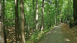 Urocze poziome zdjęcie wykonane w lesie, otoczonej mnóstwem zielonych drzew. Malowniczy teren, kompozycja, która przeniesie Cię w magiczny świat przyrody. Zdjęcie ze ścieżki 