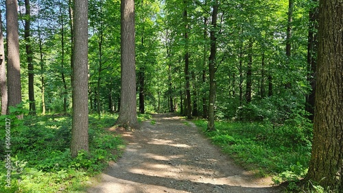 Malownicze zdjęcie wykonane w lesie, gdzie gęste zielone drzewa otaczają pionową drogę, prowadzącą w nieznane. Teren nizinny urozmaicony pięknymi skałami dodaje wyjątkowego charakteru. 