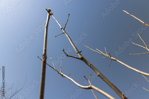 Manchurian walnut tree in sunny weather in early spring photo