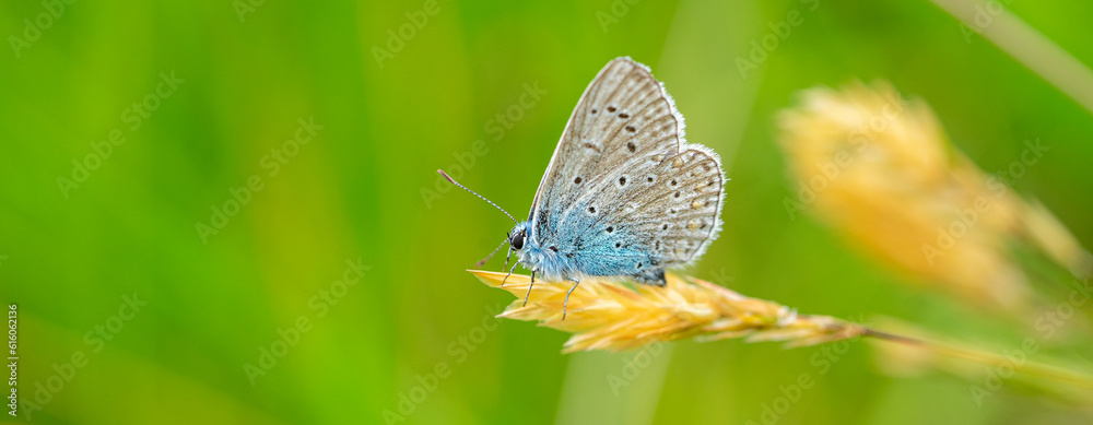 Panorama lycaenidae butterfly on the grass Panorama lycaenidae butterfly on the grass