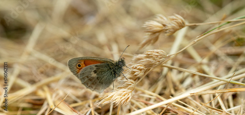 coenonympha pamphilus butterfly on a grass photo