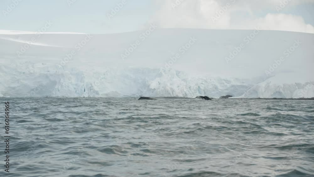 Two whales surface together in front of glacier Two whales surface together in front of glacier