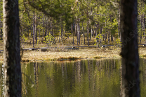 Forest pond and a wooden boardwalk path seen from between the trees in Finland. photo