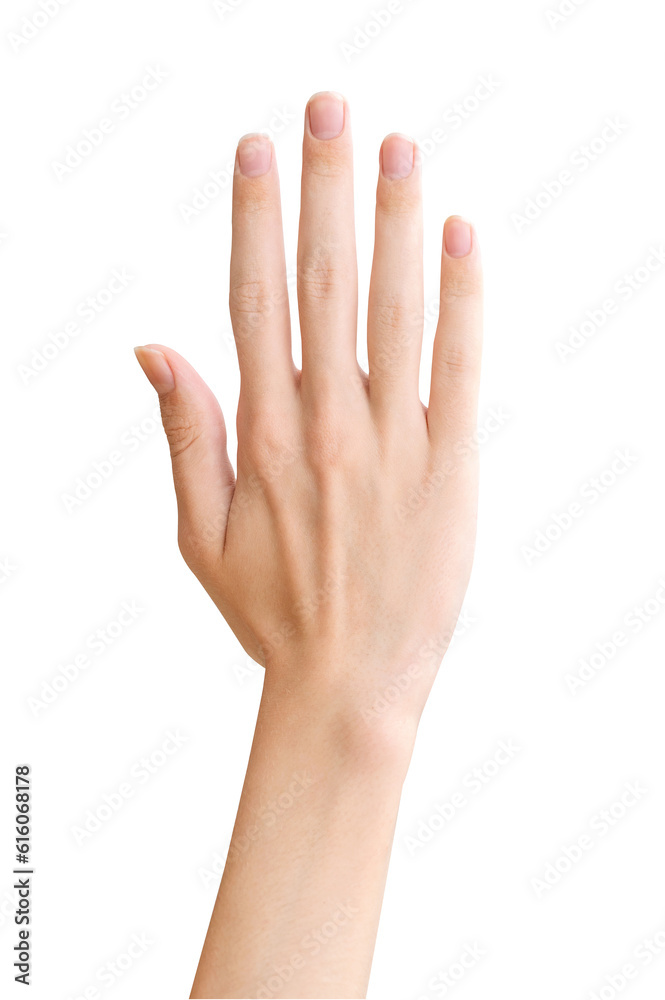 Human hand isolated on a transparent background PNG Human hand isolated on a transparent background PNG