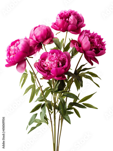 Bouquet of beautiful fuchsia peonies with green stems. Isolated on transparent background. KI. 