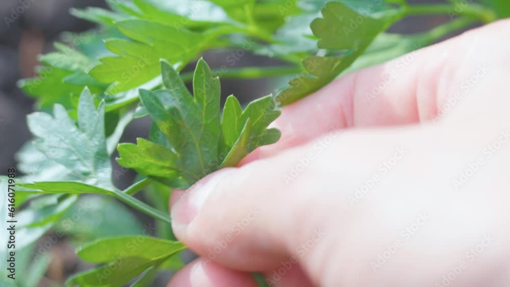 Celery leaves close-up in the garden. Cultivation of useful plants, spices, local farm Celery leaves close-up in the garden. Cultivation of useful plants, spices, local farm