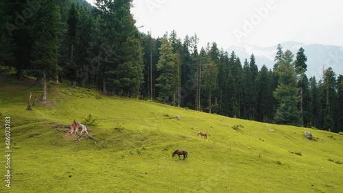 Horses grazing in the woods photo