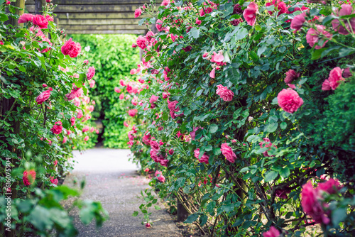 Obraz na płótnie Wooden pergola overgrown with beautiful pink roses. Wooden garden support structure. Trellis. Rose garden. Chorzow, Silesian Park. w salonie