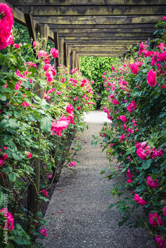 Wooden pergola overgrown with beautiful pink roses. Wooden garden support structure. Trellis. Rose garden. Chorzow  Silesian Park.