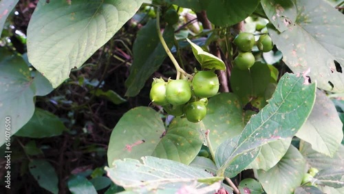 Close up shot of Sonneratia caseolaris, commonly known as mangrove apple. Flowers, leaves and fruit. photo