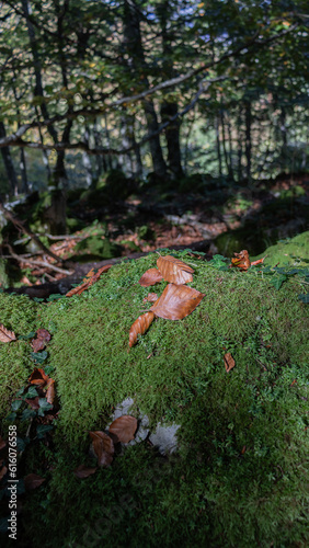 Autumn leaves on a stone covered with moss