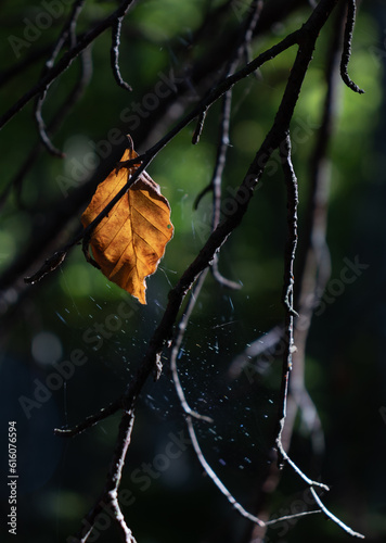 Close view of an isolated autumn leaf hanging of the tree branches