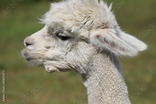 Side view of a cute fluffy white alpaca. Close up.