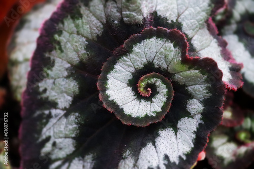 Papier peint Close up look on begonia rex escargot.