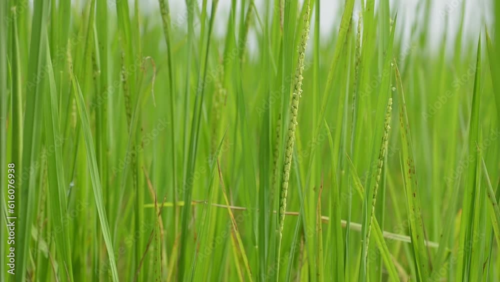 Green wild grass isolated on blue sky background Green wild grass isolated on blue sky background