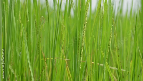 Green wild grass isolated on blue sky background