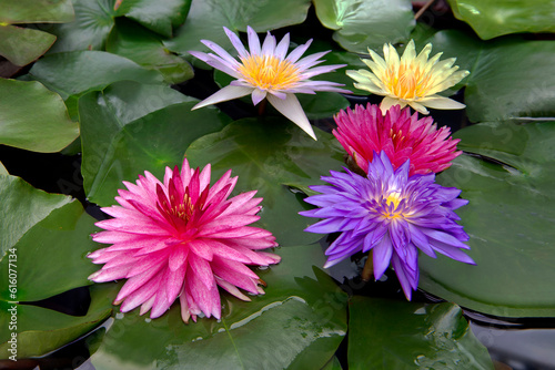 colorful  water lilies with green leaves blooming in the pond