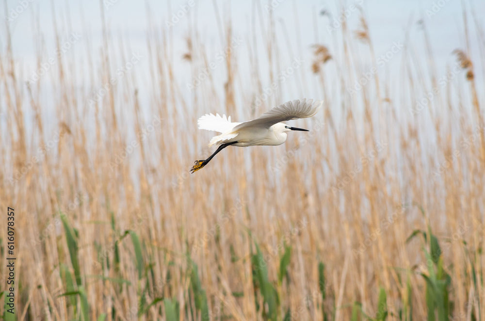 great white egret on lake in the Danube delta great white egret on lake in the Danube delta