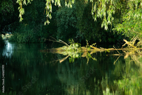 beautiful bright green summer foliage reflecting in water in the delta