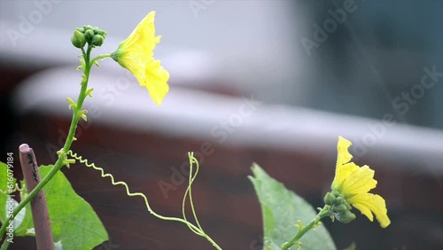 yellow flower leaves on a raining background