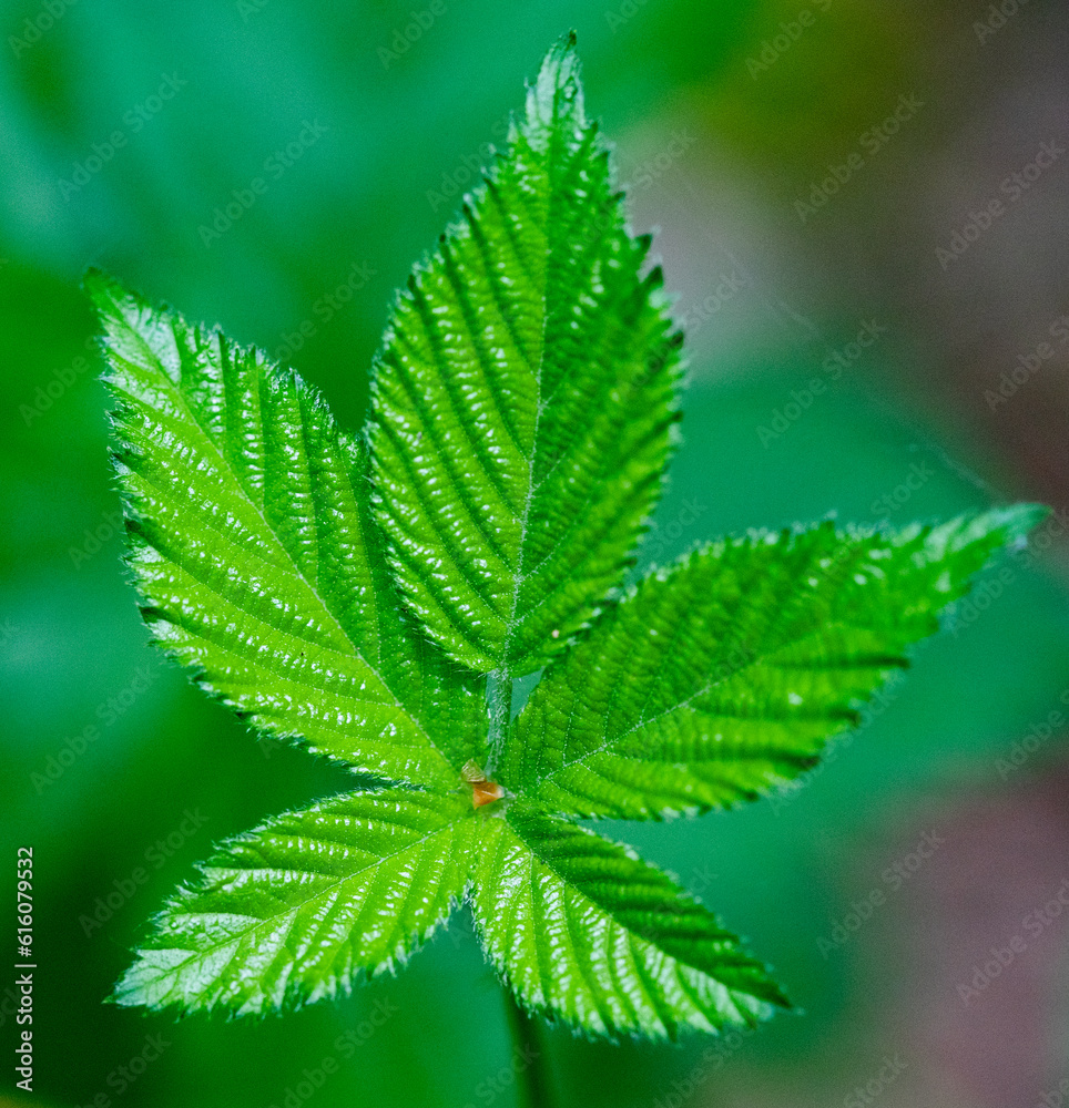 bright green leaves summer nature background bright green leaves summer nature background