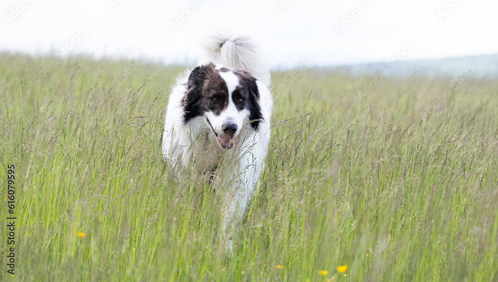 happy white dog on summer meadow happy white dog on summer meadow