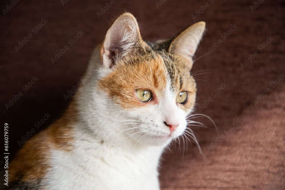 cute little cat portrait