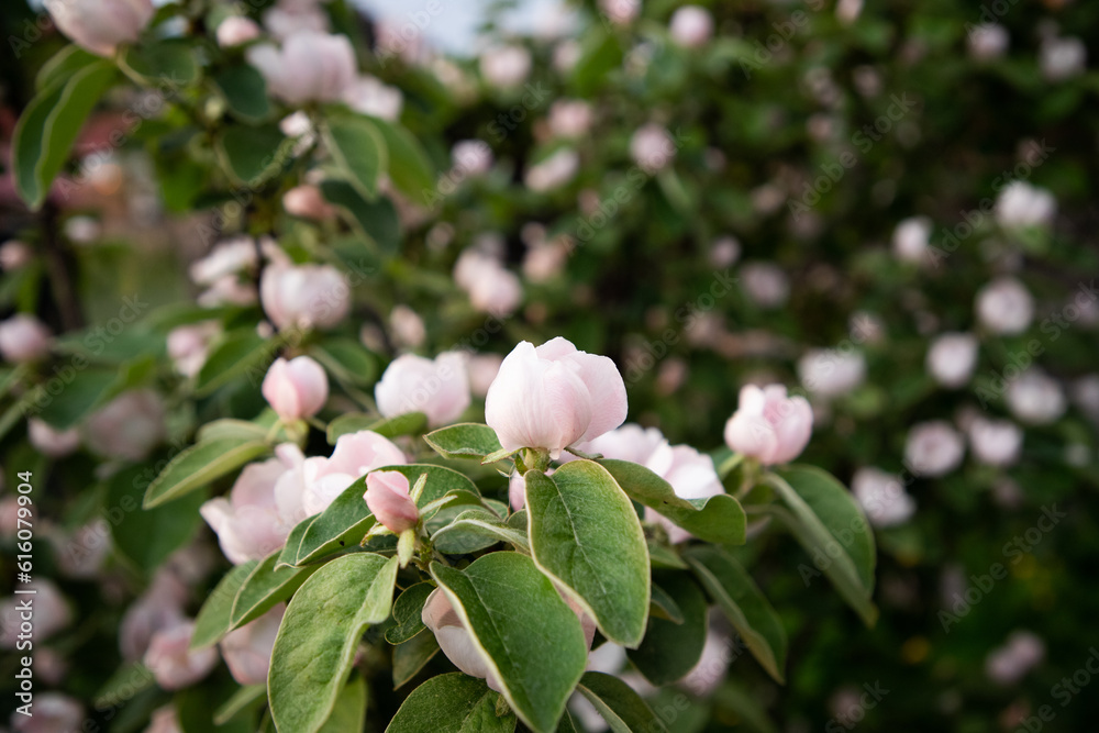 beautiful flowering quince pear in spring beautiful flowering quince pear in spring