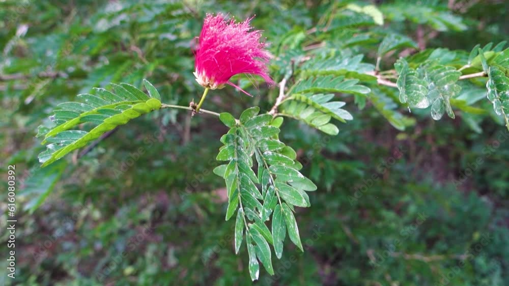 Leaves and flowers of Albizia julibrissin, the Persian silk tree, pink silk tree, or mimosa tree. Uttarakhand India.