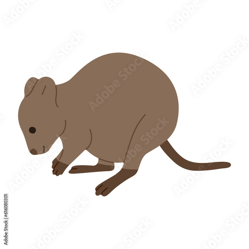 quokka  single 2 PNG