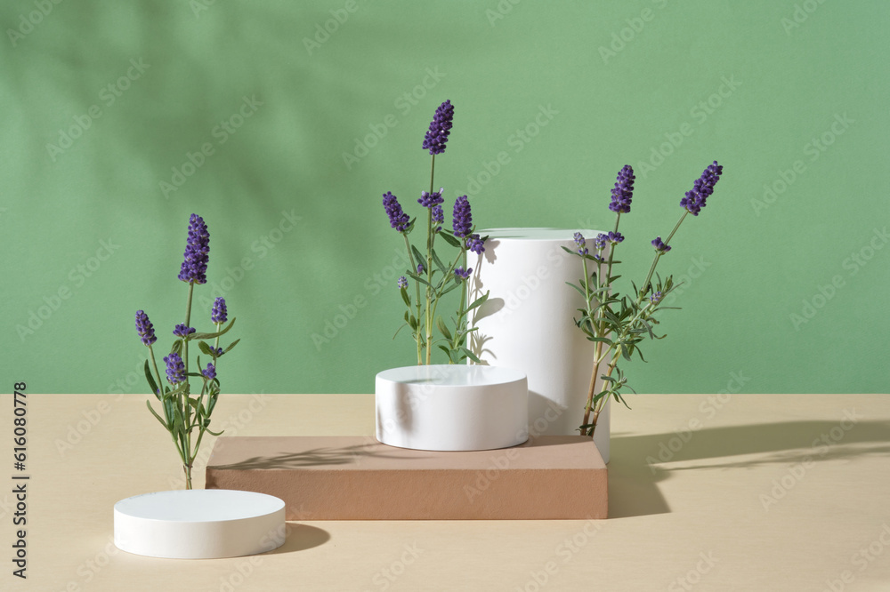 White set of podium and a single beige podium over pastel background with lavender flowers. Lavender (Lavandula) contains two inflammation-fighting compounds