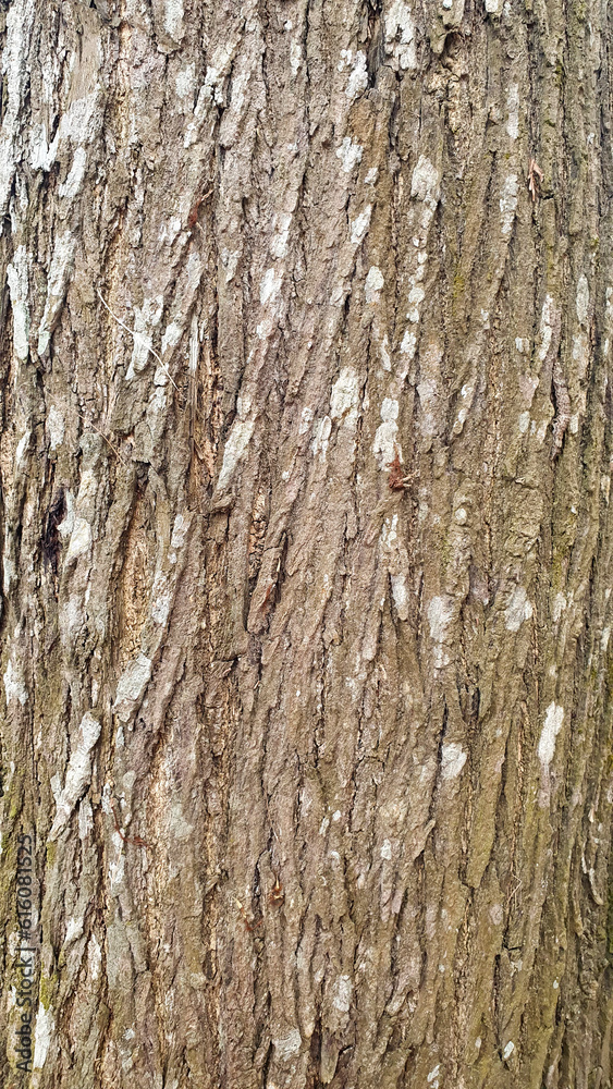 Obraz premium Photo high-quality free bark photo for background and texture