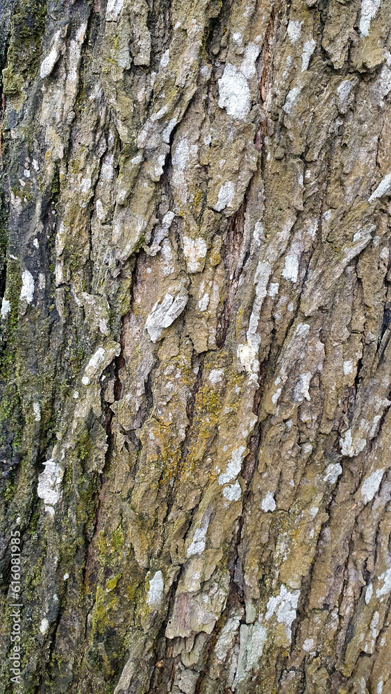 Obraz premium Photo high-quality free bark photo for background and texture