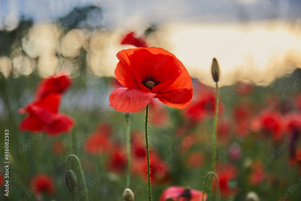 Obraz premium Red poppies in a poppies field. Remembrance or armistice day.