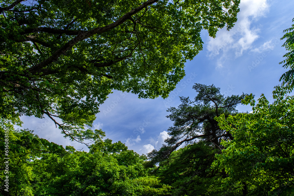 The beautiful landscape, early summer mountain landscape. The beautiful landscape, early summer mountain landscape.