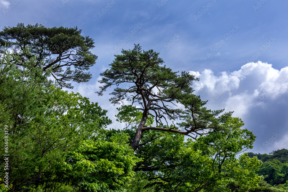 The beautiful landscape, early summer mountain landscape. The beautiful landscape, early summer mountain landscape.