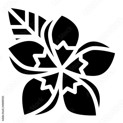 plumeria tropical flower nature summer