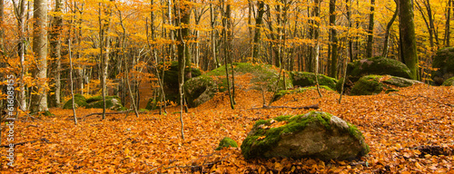 Vetusta beech forest of Cimino mount in autumn, with moss covered rocks. Banner made with foliage in Appennino, Lazio, Italy