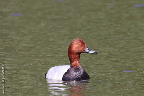 Pochard (agthya ferina)on the lake