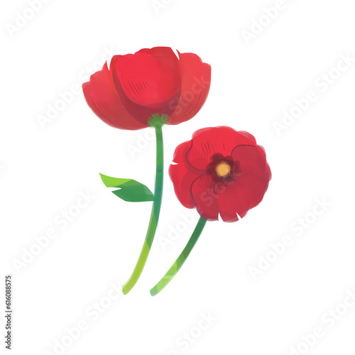 red poppy isolated on white