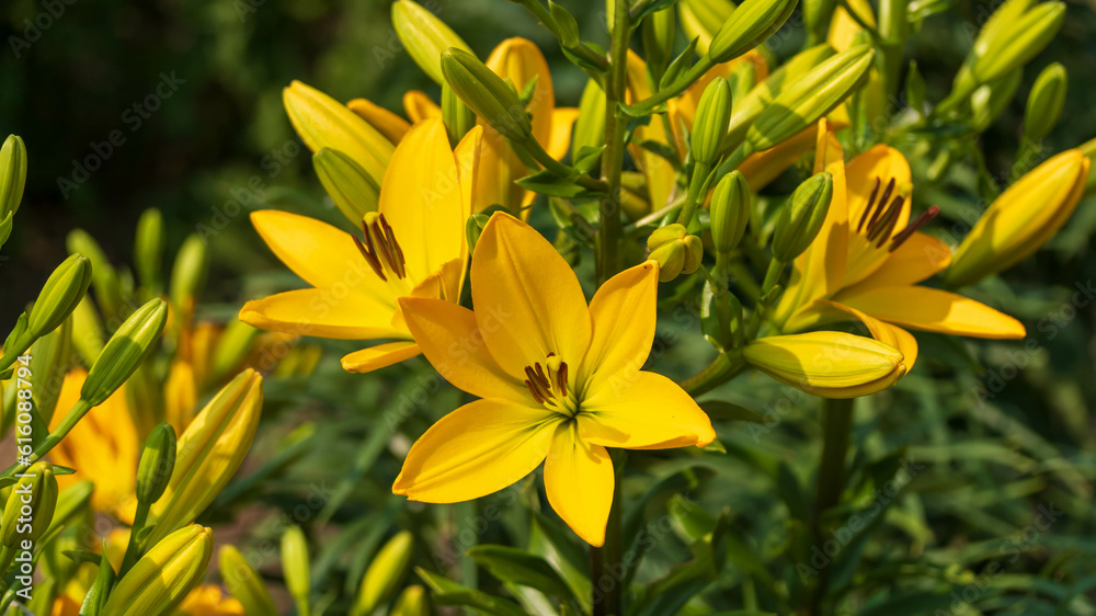 cluster of yellow lilies in the back garden cluster of yellow lilies in the back garden