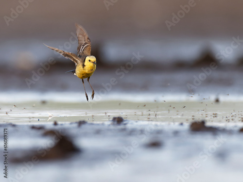 Citrine wagtail (Motacilla citreola) adult male hunting  photo