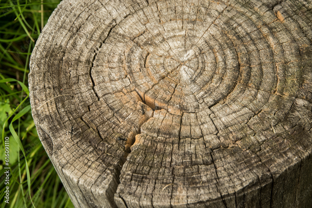 Fototapeta premium Old weathered tree log closeup as wooden background