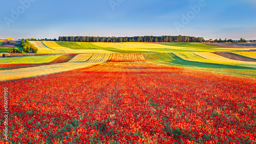 Fields of crops and poppies forming colorful bands, in spring, in the La Sagra region of Toledo (Spain). photo