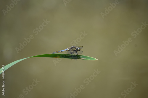 Scarce chaser, a big blue Dragonfly photo