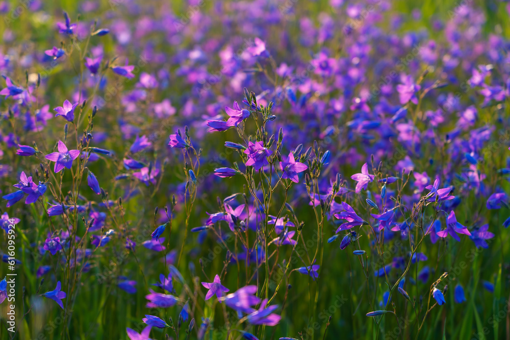 various field grasses and flowers on the background of the setting sun